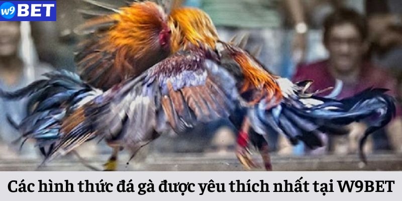 Các loại hình cược đá gà được yêu thích nhất tại W9BET