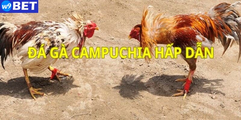 Những quy tắc trong hình thức đá gà Campuchia