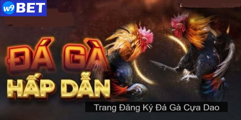 Đá gà cựa dao cùng điểm nổi bật