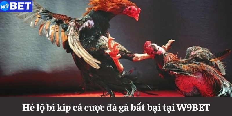 Hé lộ bí kíp cược đá gà bất bại